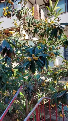 Giardino di Casa vacanze Il Nespolo