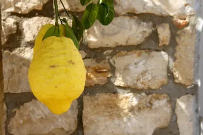 Planimetria di Azienda Agrituristica e Didattica CrauNari