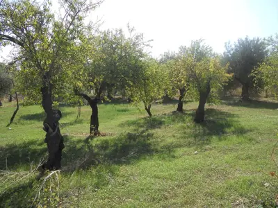 Giardino di Terra Di Eloro