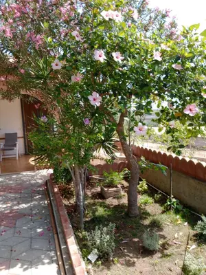 Giardino di Jasmine House, Viale Kennedy, Santa Maria del focallo