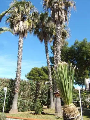Giardino di Apartment in villa with swimming pool 20 meters from the sea