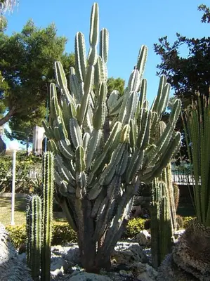 Giardino di Apartment in villa with swimming pool 20 meters from the sea
