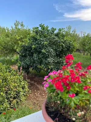 Giardino di Villa Eraklea