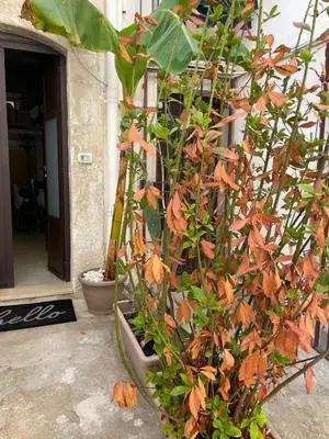 Giardino di Casa Core