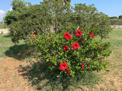 Giardino di Ecuba house