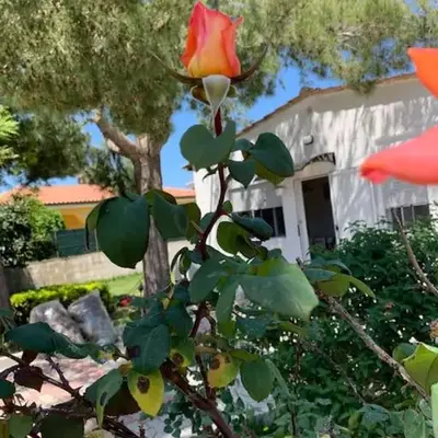 Villa Fiori giardino