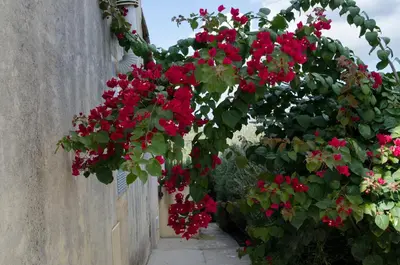 Giardino di Casa Degli Aromi, San Lorenzo, Noto
