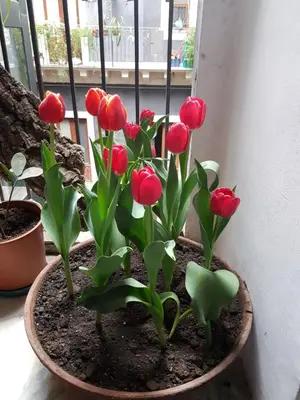 Planimetria di Bellini Apartment