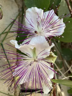Giardino di 