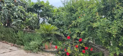 Giardino di Casa Verga Ispica