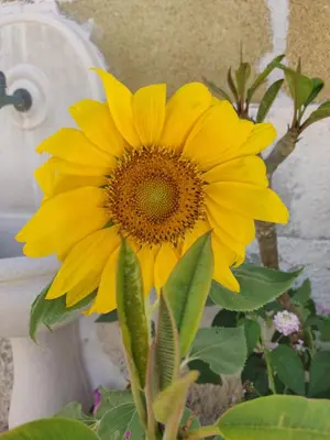 Planimetria di La Casa dei Girasoli