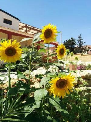 Giardino di La Casa dei Girasoli