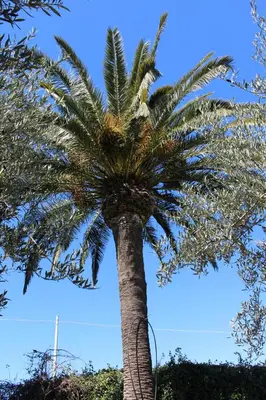 Planimetria di Appartamento Le Tre Palme