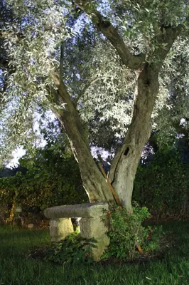 Giardino di Appartamento Le Tre Palme