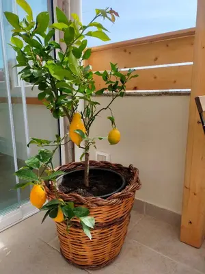 Planimetria di Vicol8Netino