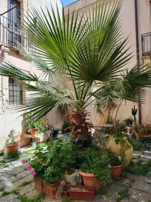 Giardino di Casa La Palma di Ortigia