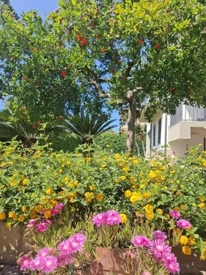 Giardino di IL MELOGRANO RESIDENCE MARZAMEMI