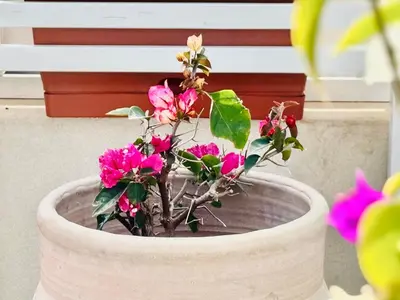 Giardino di La casa di Tina a due passi dal centro