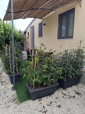 Giardino di Green House La Torre