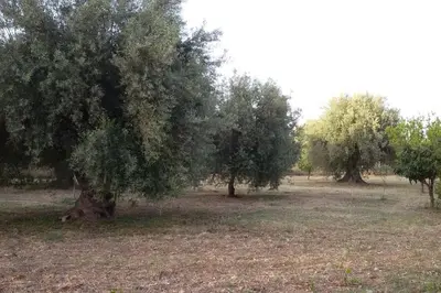 Giardino di Dimore del Carrubo - loft ad Avola