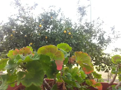 Giardino di B&B Melibleo
