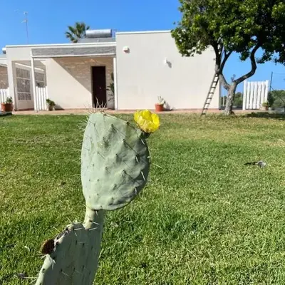 Sicilia holiday Etna house