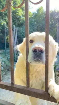 Ospiti di La Casetta Nel Bosco Delle Nereidi con animali domestici