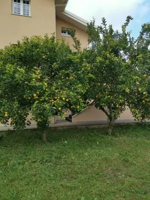 Giardino di La casa di 8