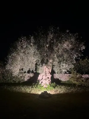 Planimetria di Tenuta Fico d'India - Casa Lumia