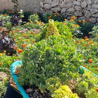 Giardino di Campagna Cavasecca