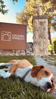 Ospiti di Locanda Angelica con animali domestici