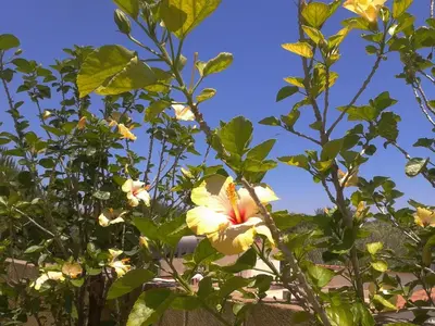Giardino di Villa degli Ibiscus