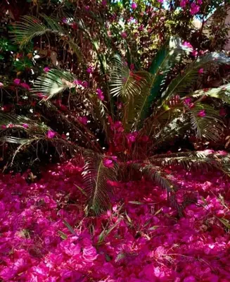 Giardino di Villetta FlamingoBeach Morghella