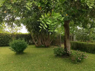 Giardino di Mamma Arancia