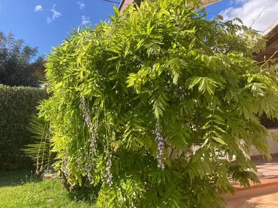 Giardino di La Baia di Egeo