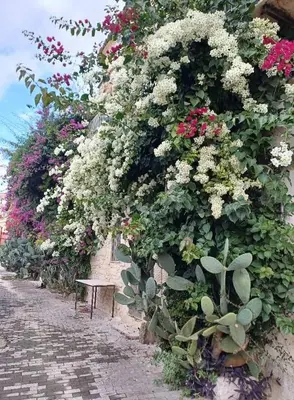 Giardino di A casa di Carmen