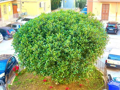 Giardino di Sweet home Dansilla
