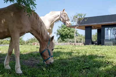 Altri animali domestici presso il lodge o nei dintorni