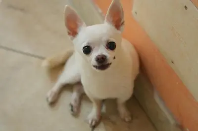 Ospiti di House Vivaio con animali domestici