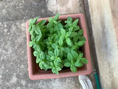 Planimetria di Villa Kore