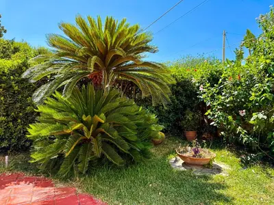Giardino di villa corallo