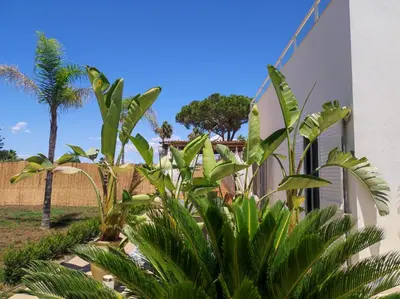 Giardino di Perla del Mare Gialla