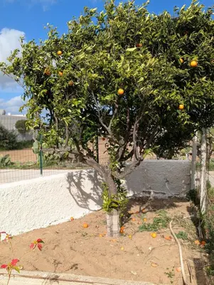 Giardino di Casa Gelsomini