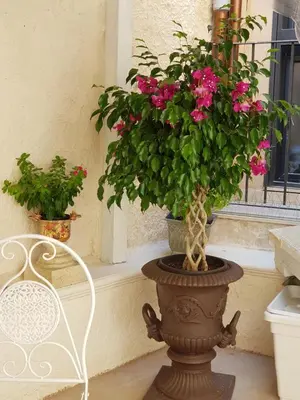 Giardino di Ortigia SÈFER