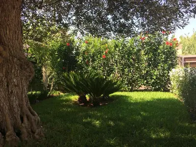 Giardino di Mansarda Ulivo