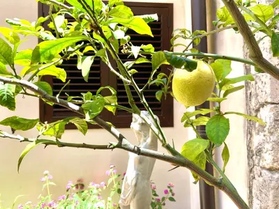 Giardino di Casa Aurora