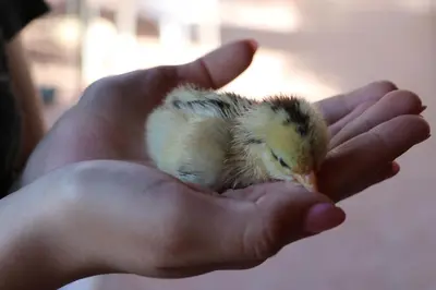 Altri animali domestici presso l'agriturismo o nei dintorni