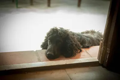 Ospiti di Masseria Usamborgia con animali domestici