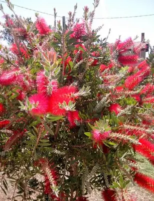 Giardino di Rudy Arenaile