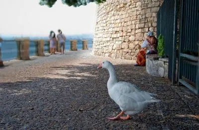 Altri animali domestici presso il bed & breakfast o nei dintorni